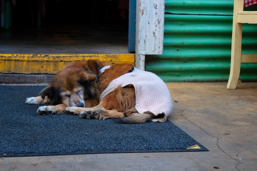 Photo Compassion Fatigue